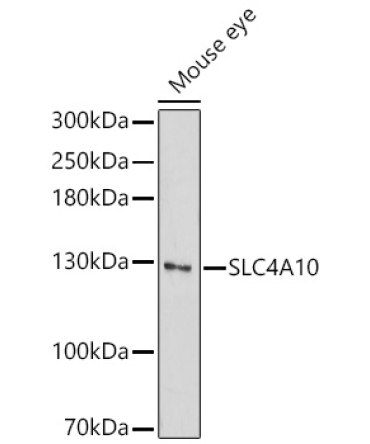 SLC4A10 Rabbit Polyclonal Antibody