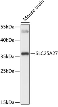 SLC25A27 Rabbit Polyclonal Antibody