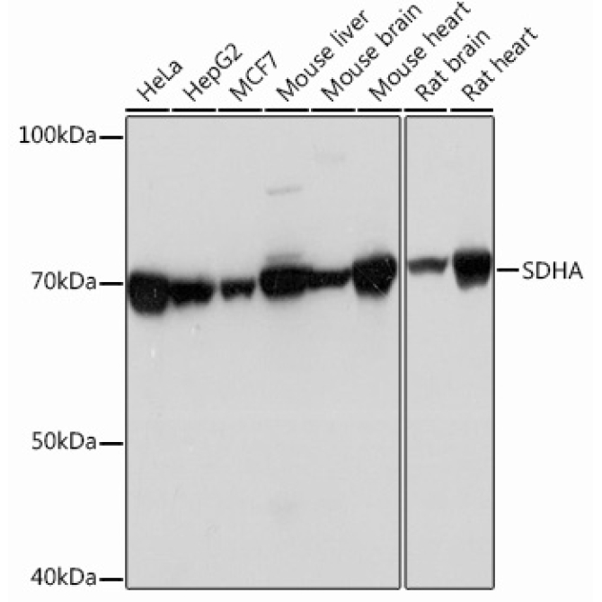 SDHA Rabbit Monoclonal Antibody