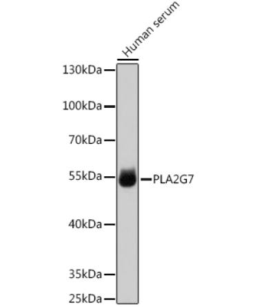 PLA2G7 Rabbit Polyclonal Antibody