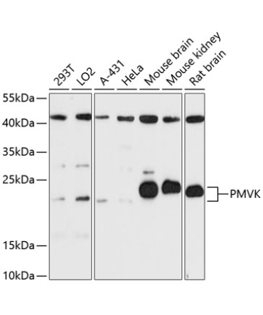 PMVK Rabbit Polyclonal Antibody