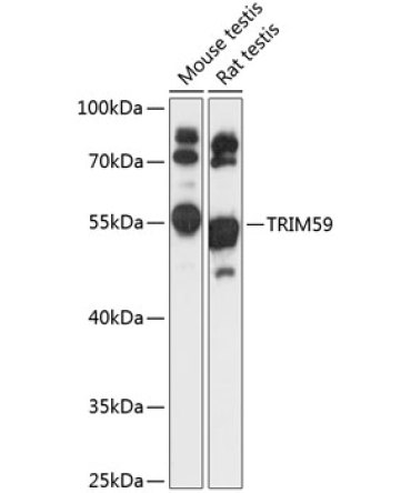 TRIM59 Rabbit Polyclonal Antibody