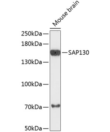 SAP130 Rabbit Polyclonal Antibody