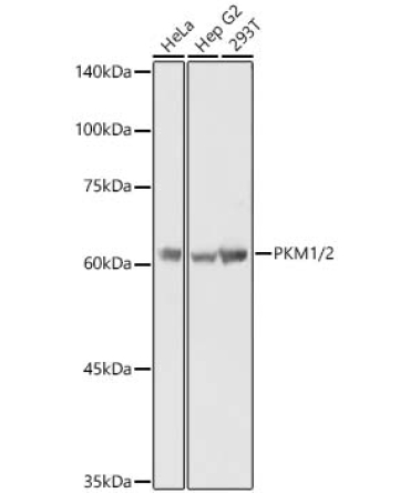 PKM1/2 Rabbit Polyclonal Antibody