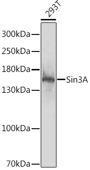 Sin3A Rabbit Polyclonal Antibody