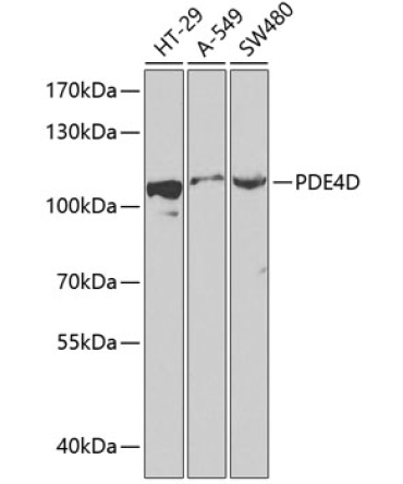 PDE4D Rabbit Polyclonal Antibody