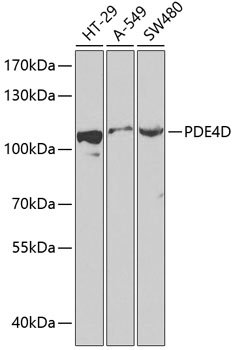 PDE4D Rabbit Polyclonal Antibody