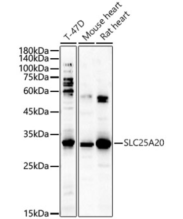 SLC25A20 Rabbit Polyclonal Antibody