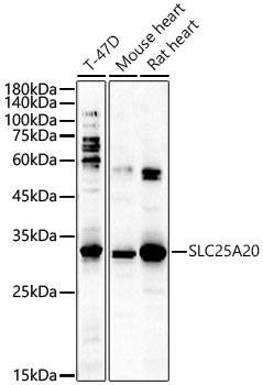 SLC25A20 Rabbit Polyclonal Antibody