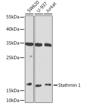 Stathmin 1 Rabbit Polyclonal Antibody