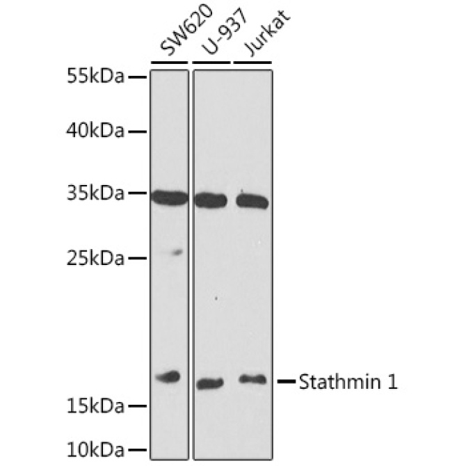 Stathmin 1 Rabbit Polyclonal Antibody