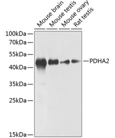 PDHA2 Rabbit Polyclonal Antibody