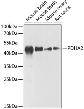 PDHA2 Rabbit Polyclonal Antibody
