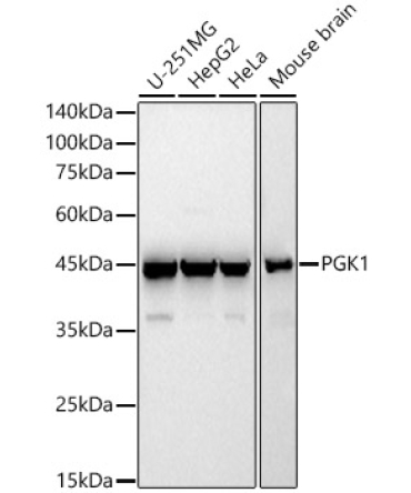 PGK1 Rabbit Polyclonal Antibody