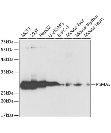 PSMA5 Rabbit Polyclonal Antibody