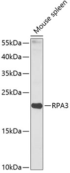 RPA3 Rabbit Polyclonal Antibody