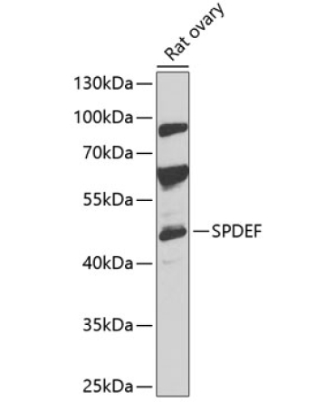 SPDEF Rabbit Polyclonal Antibody