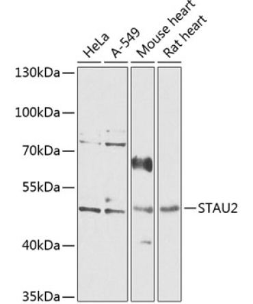 STAU2 Rabbit Polyclonal Antibody