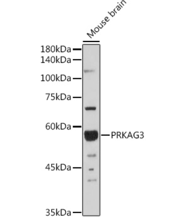 PRKAG3 Rabbit Polyclonal Antibody