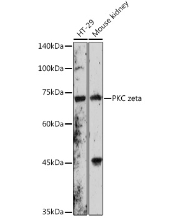 PKC zeta Rabbit Polyclonal Antibody