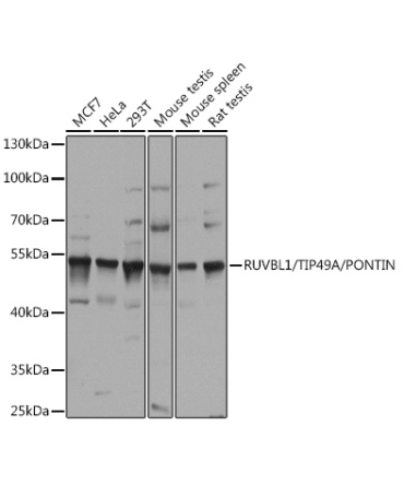 RUVBL1/TIP49A/PONTIN Rabbit Polyclonal Antibody