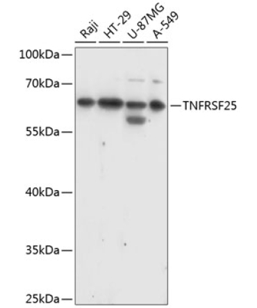 TNFRSF25 Rabbit Polyclonal Antibody