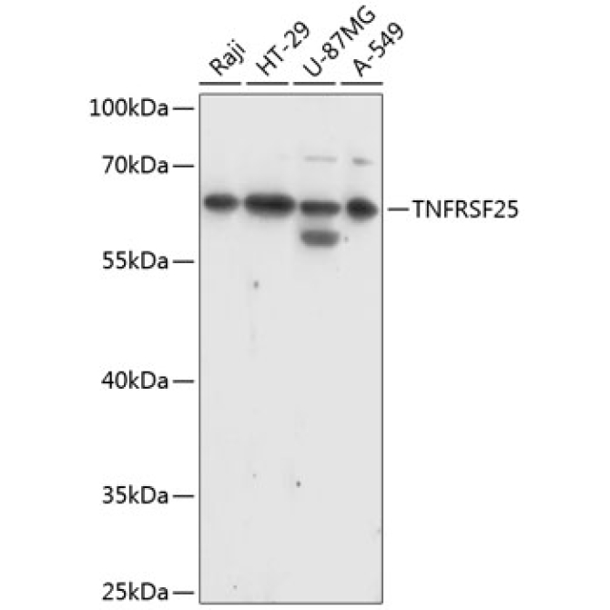 TNFRSF25 Rabbit Polyclonal Antibody