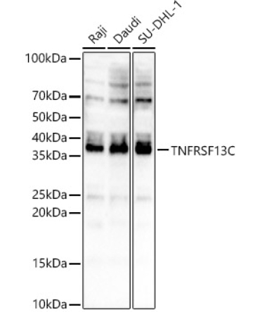 TNFRSF13C Rabbit Polyclonal Antibody