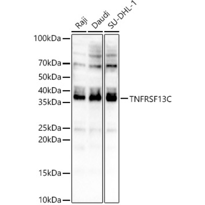 TNFRSF13C Rabbit Polyclonal Antibody