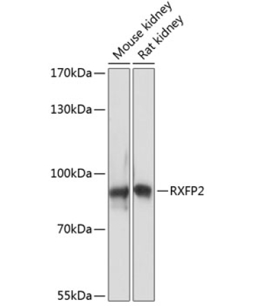 RXFP2 Rabbit Polyclonal Antibody