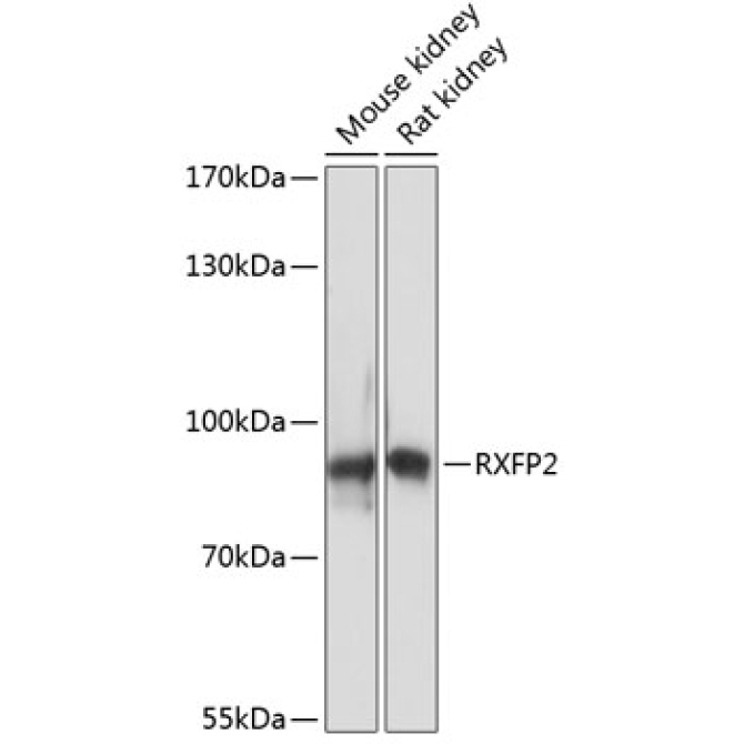 RXFP2 Rabbit Polyclonal Antibody
