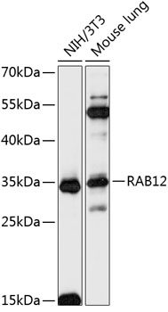 RAB12 Rabbit Polyclonal Antibody