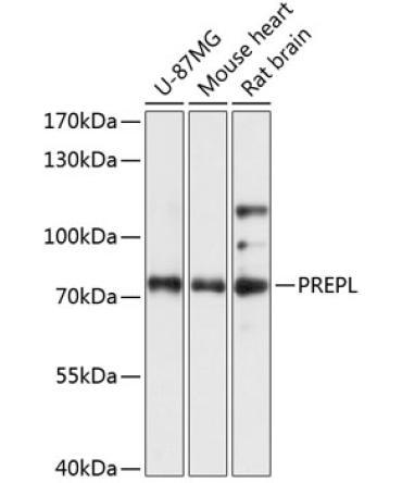 PREPL Rabbit Polyclonal Antibody