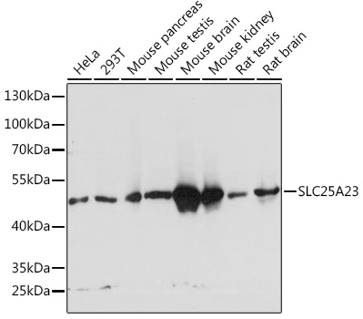 SLC25A23 Rabbit Polyclonal Antibody
