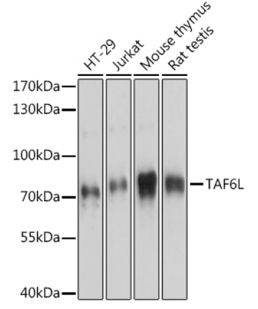 TAF6L Rabbit Polyclonal Antibody