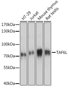 TAF6L Rabbit Polyclonal Antibody