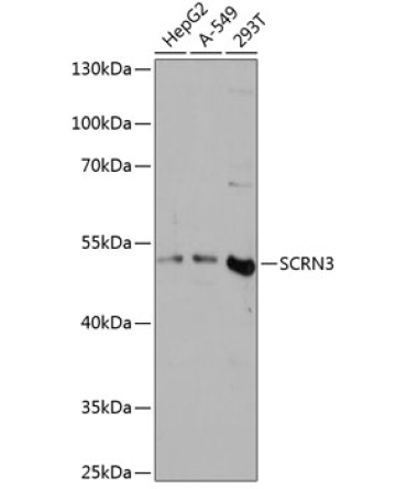 SCRN3 Rabbit Polyclonal Antibody