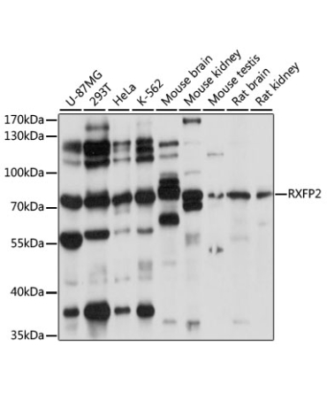 RXFP2 Rabbit Polyclonal Antibody