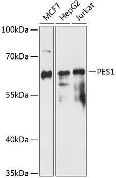 PES1 Rabbit Polyclonal Antibody
