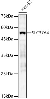 SLC37A4 Rabbit Polyclonal Antibody