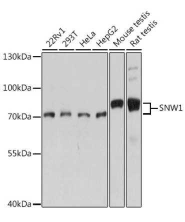 SNW1 Rabbit Polyclonal Antibody