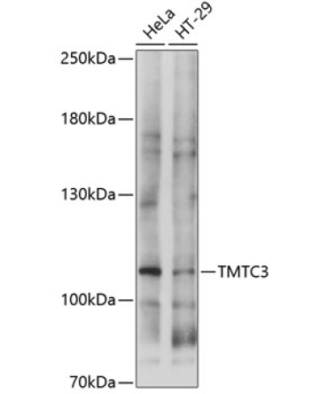 TMTC3 Rabbit Polyclonal Antibody