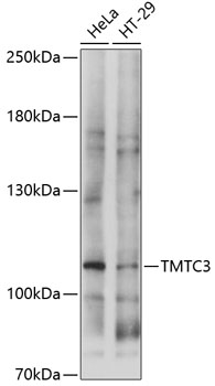 TMTC3 Rabbit Polyclonal Antibody