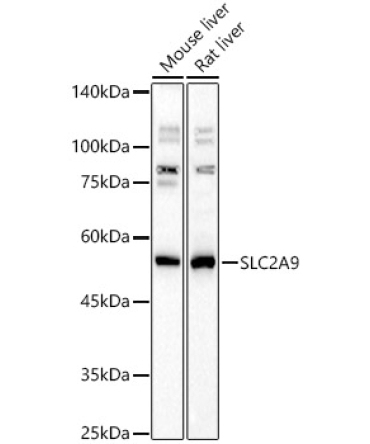 SLC2A9 Rabbit Polyclonal Antibody