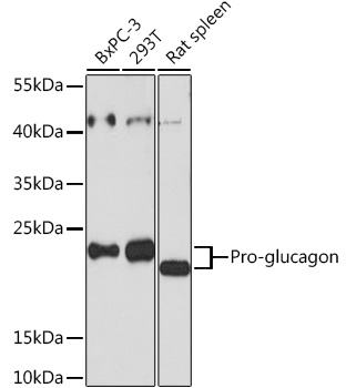 Pro-glucagon Rabbit Polyclonal Antibody