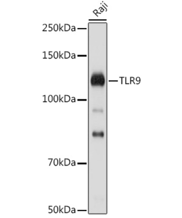 TLR9 Rabbit Polyclonal Antibody