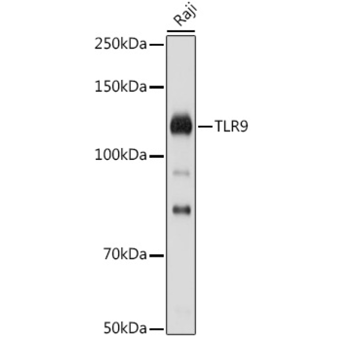TLR9 Rabbit Polyclonal Antibody