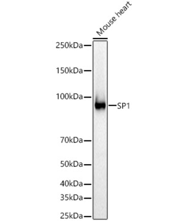 SP1 Rabbit Polyclonal Antibody