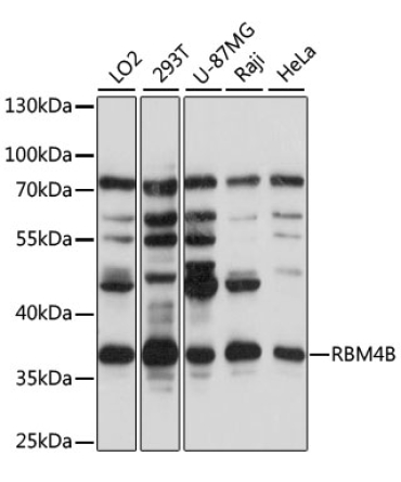 RBM4B Rabbit Polyclonal Antibody