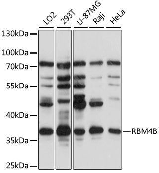 RBM4B Rabbit Polyclonal Antibody